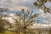 20140406-IMG_0860