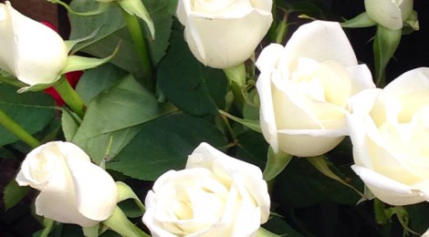 Weiße Rosen...